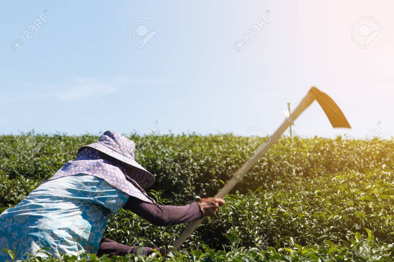 Mujeres trabajando en la agricultura