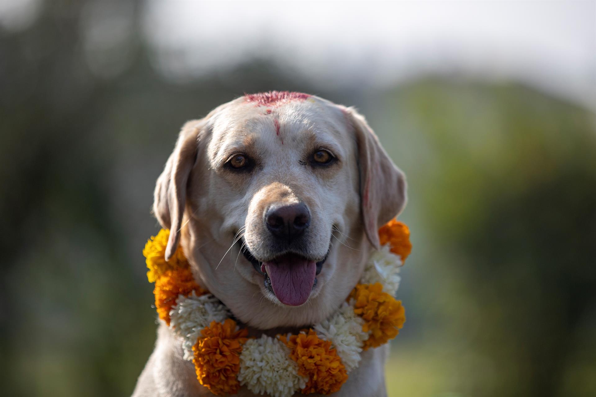 Animales en ceremonias y festividades