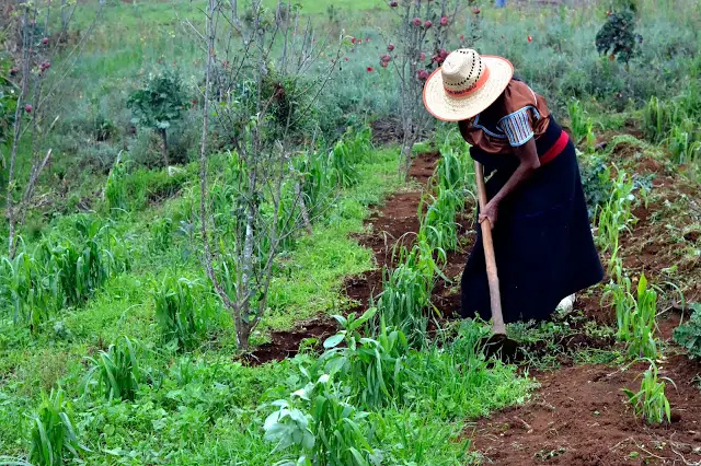 Mujeres muisca trabajando en agricultura
