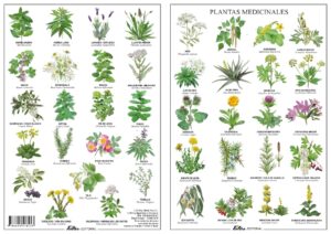 Plantas medicinales y conocimientos