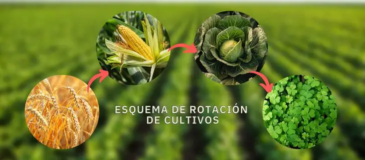 Rotación de cultivos sostenible