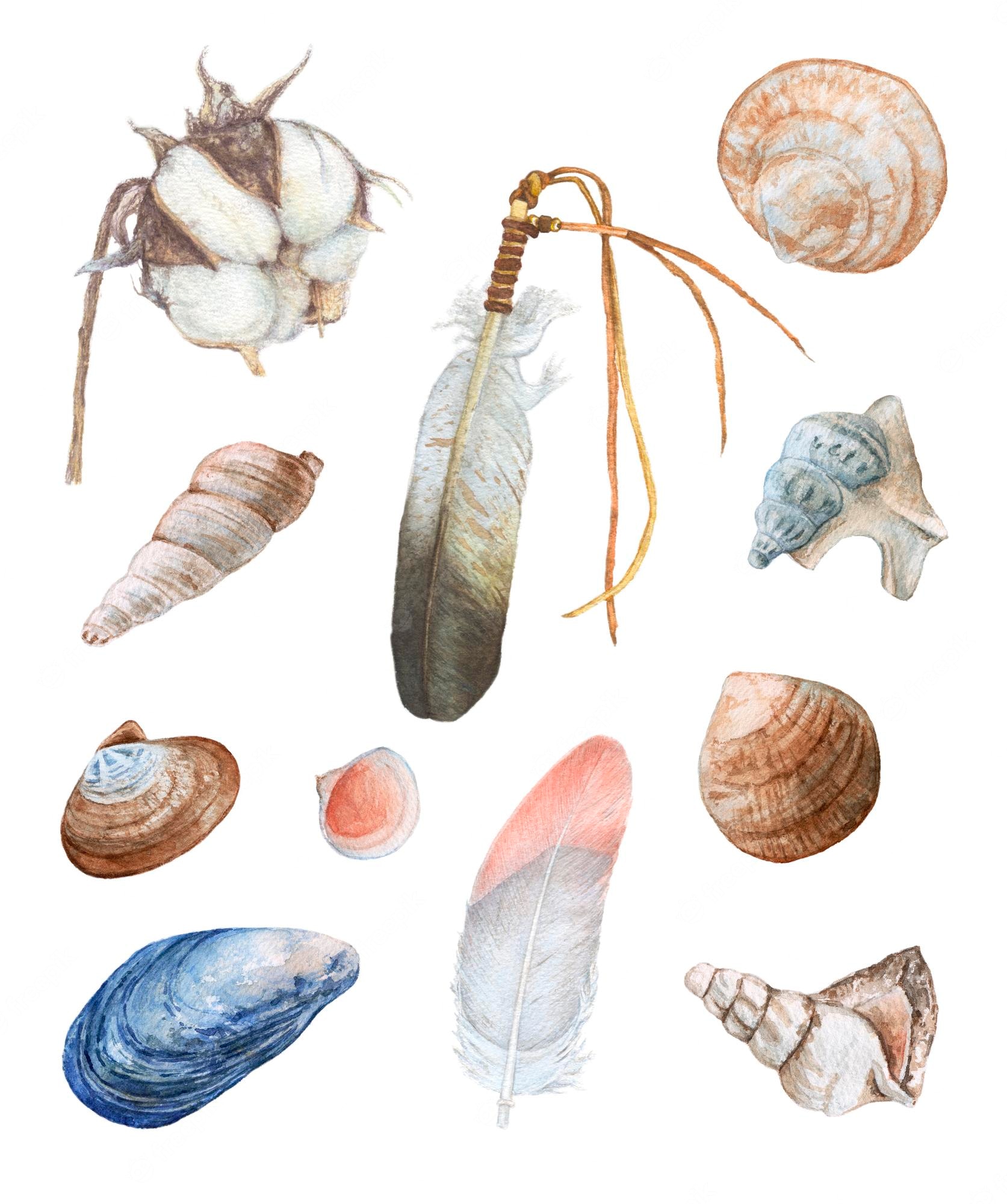 Plumas y conchas marinas