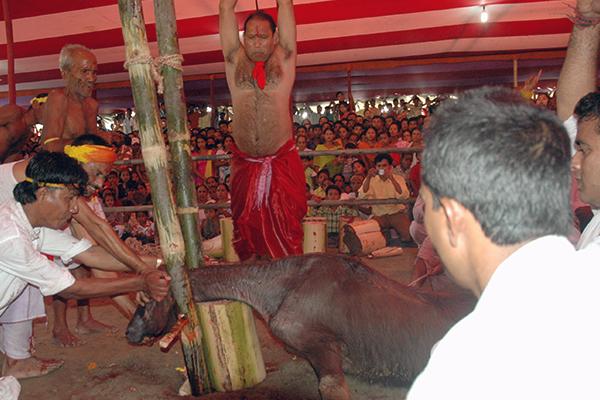 Rituales y ofrendas a animales